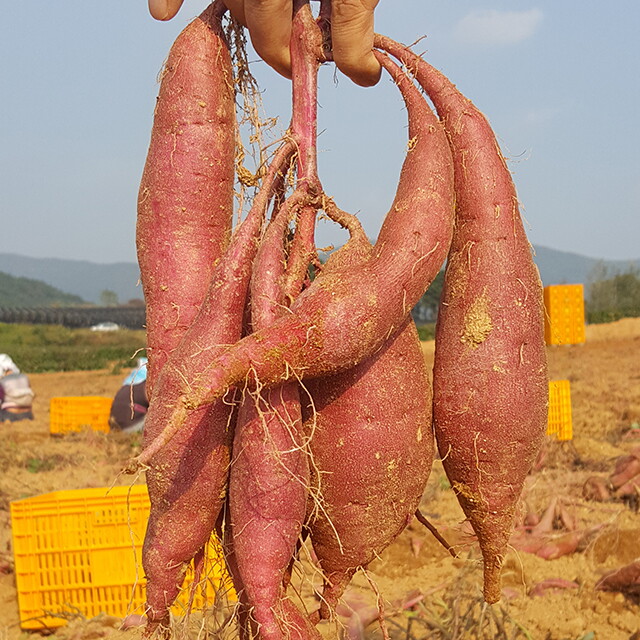 친환경팔도 해남 햇 꿀고구마 (왕특/대)10kg