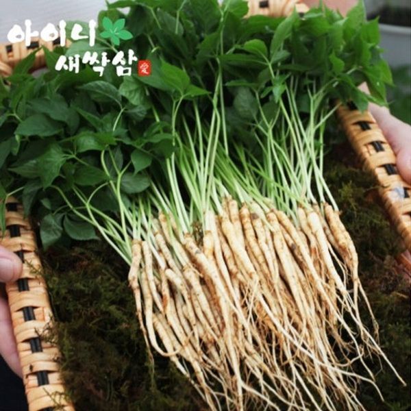 최대감집 [하프클럽/사대부집곳간]새싹삼 선물세트 특대 20뿌리 (30cm이상)