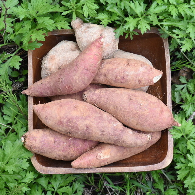 친환경팔도 해남 햇 꿀고구마 (왕특/대)5kg
