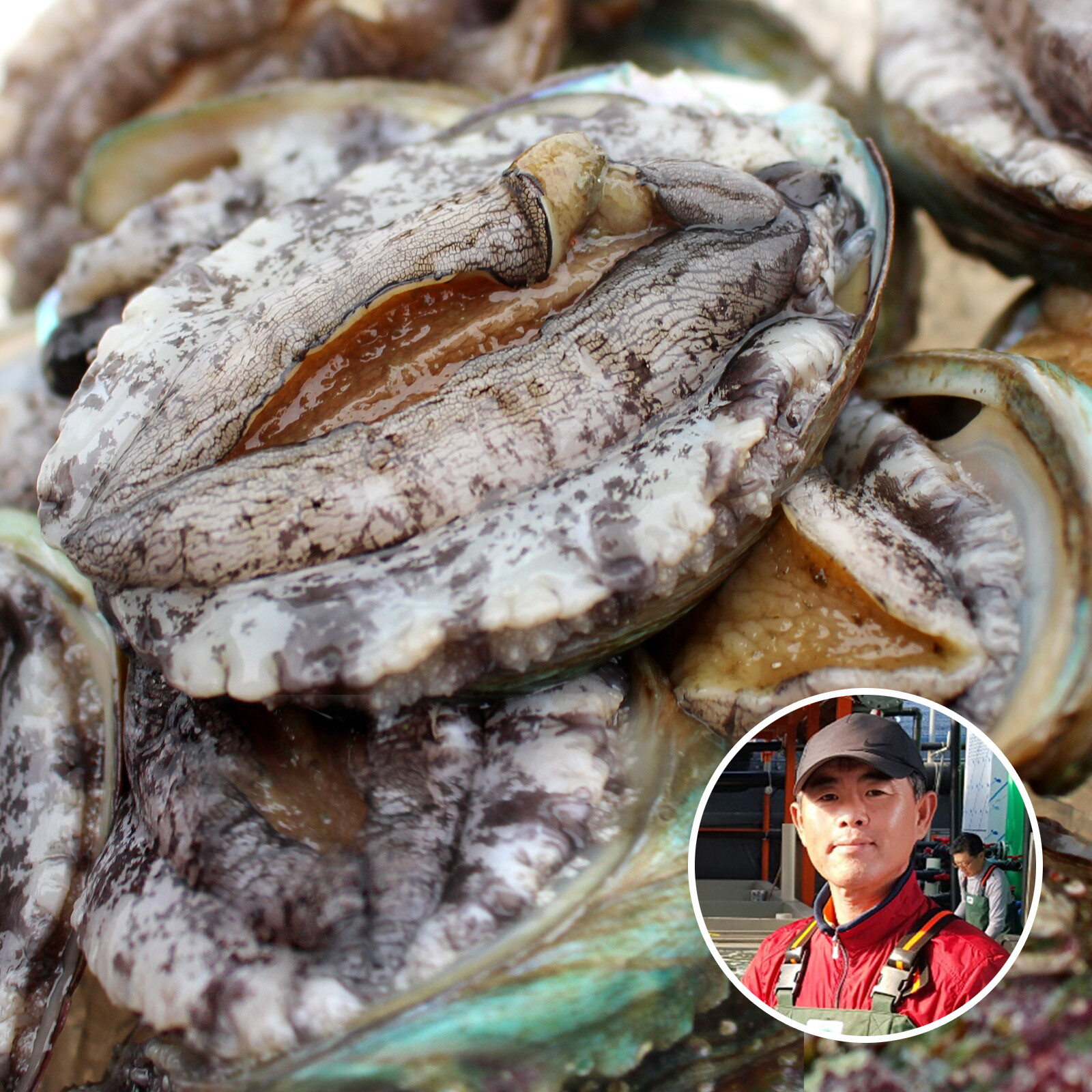 완도참전복 완도 참 전복 1kg(10-12미)