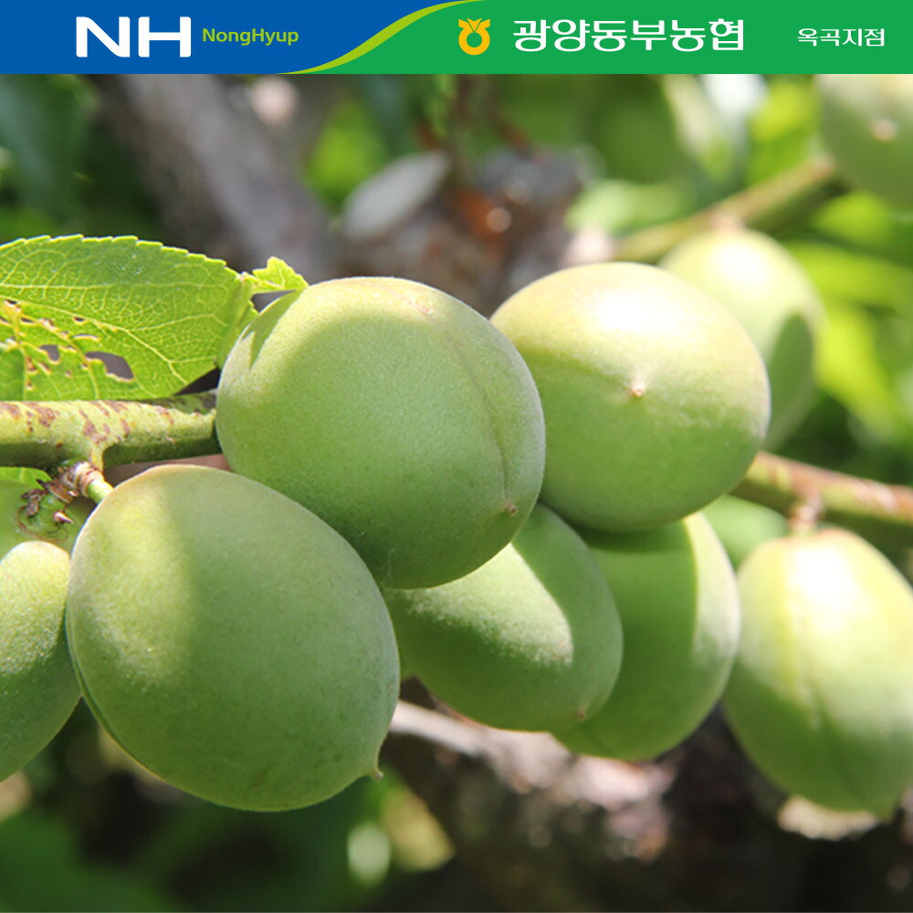 이베따 [이베따]광양 옥곡농협 청매실 10kg(왕특)