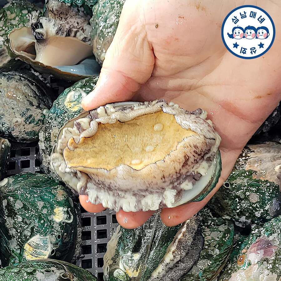 삼남매네 삼남매네 완도활전복 특특대 9-10미 1kg 산소포장+세척솔