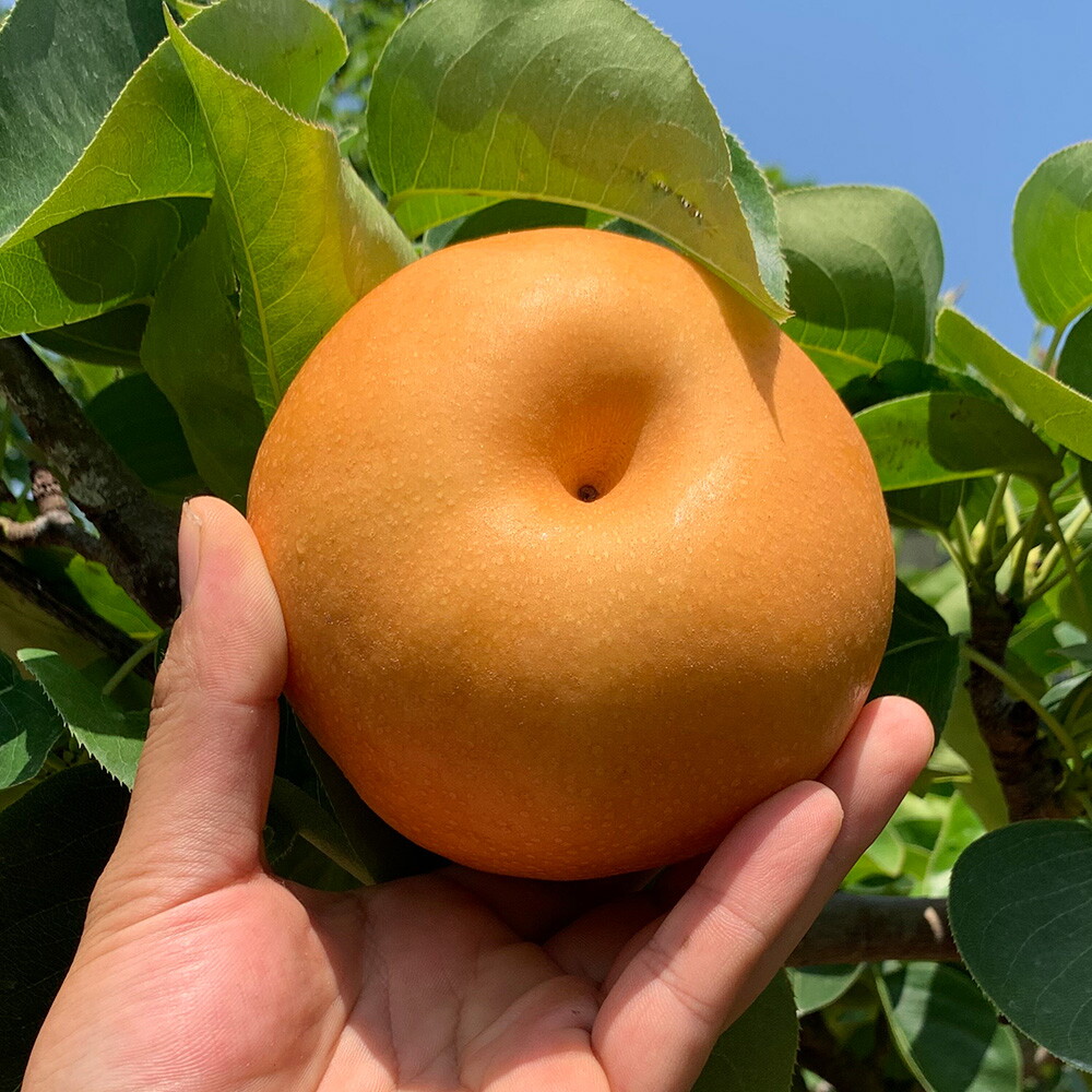 산해직송 가정용 나주배 5kg(10-16과 내외)