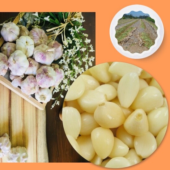 농부갑부 농부갑부 국내산 합천 햇 깐마늘1kg(소)