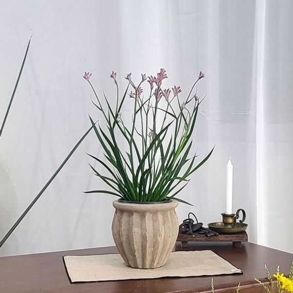 알티피아 알티피아 [하프클럽/알티피아]ksr 빈티지 아쿠아 토분 HN30407 14x18cm 플리츠단지