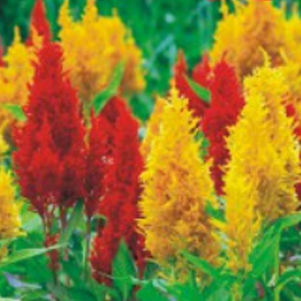 오너클랜 촛불 꽃씨앗 정원 꽃씨 종자 맨드라미 씨앗 200립