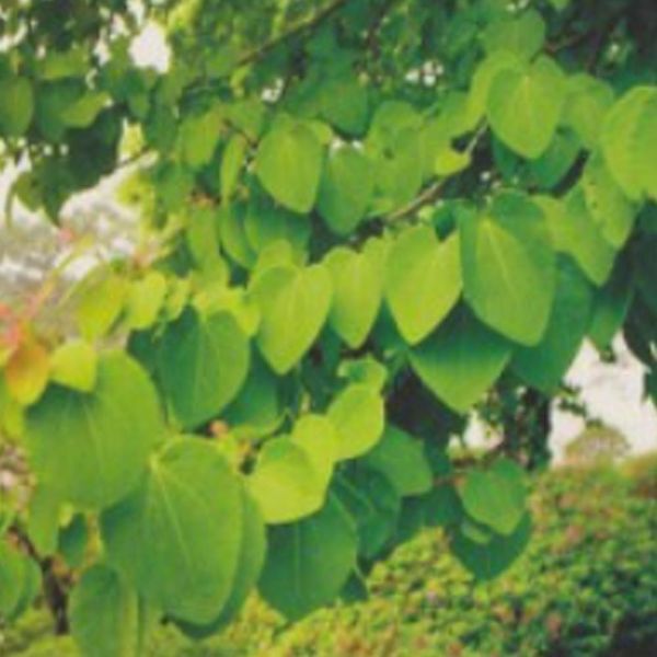 알티피아 [하프클럽/알티피아]계수나무씨앗 종자 식물 계수나무식물씨 계수나무품종종자