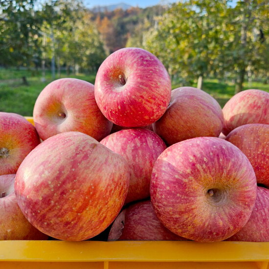[알뜰총각][알뜰총각][소과/5kg] 영주 뜬바우골 산지직송 정품 부사 사과 5kg 소과(21-25과)