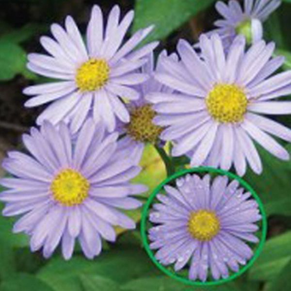 알티피아 알티피아 [하프클럽/알티피아]야생화 꽃씨 야생화씨앗 500립 벌개미취꽃씨 벌개미취종자 정원