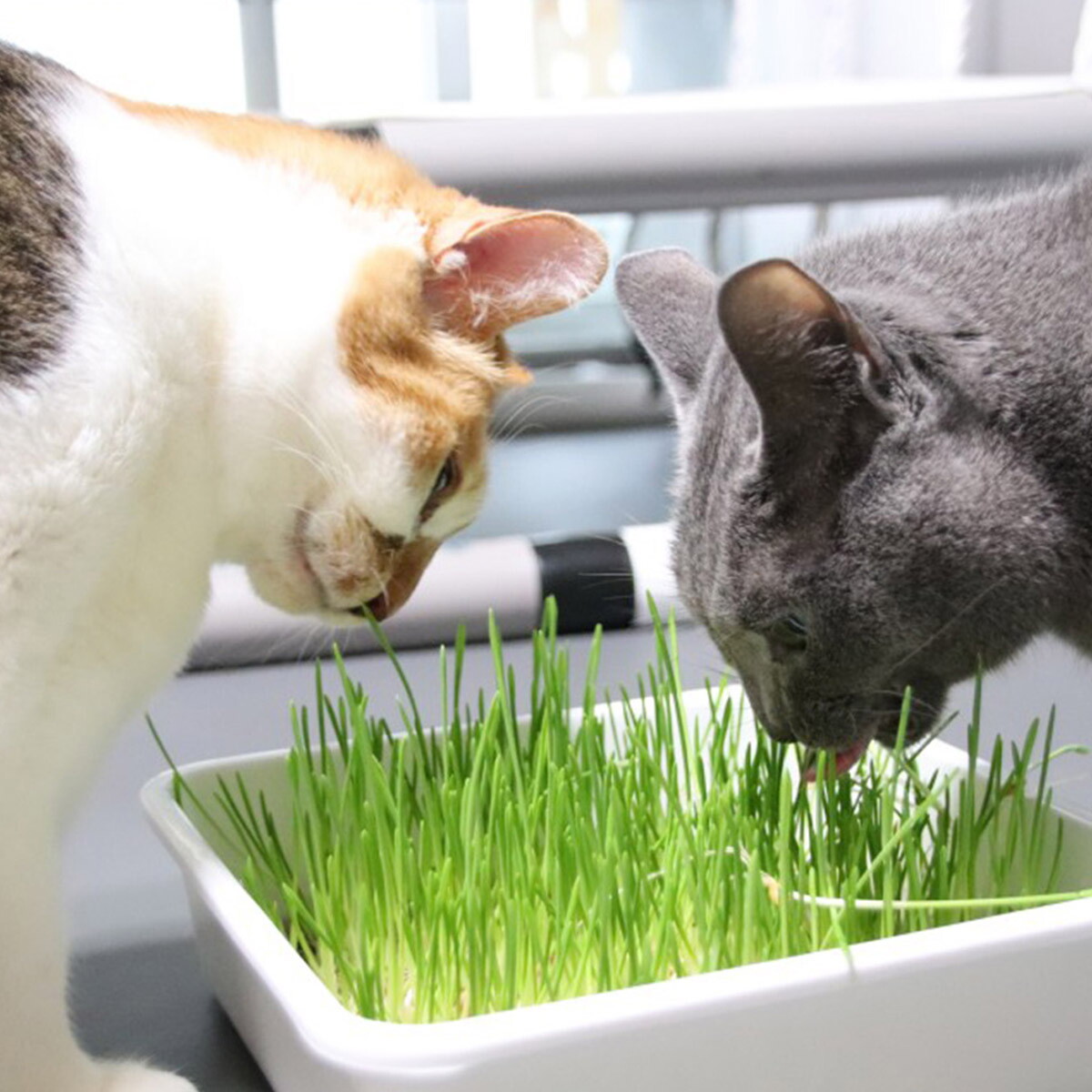 플라팜 협력업체 플라팜 캣그라스 캣닢 헤어볼배출 새싹보리 고양이간식 재배