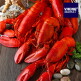[바이킹마켓]바이킹마켓 점보사이즈 랍스터 3미, 총3.15kg 이상(미당 900-1200g)