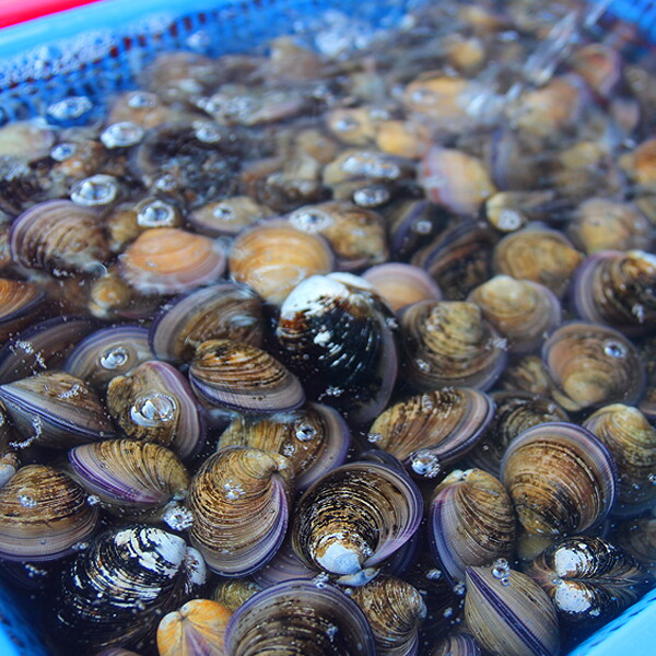 참다올 자연산생물 모시조개(흑) 1Kg 30미 내외