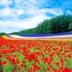 [참좋은여행][상담예약] 참좋은여행 북해도 4일 패키지