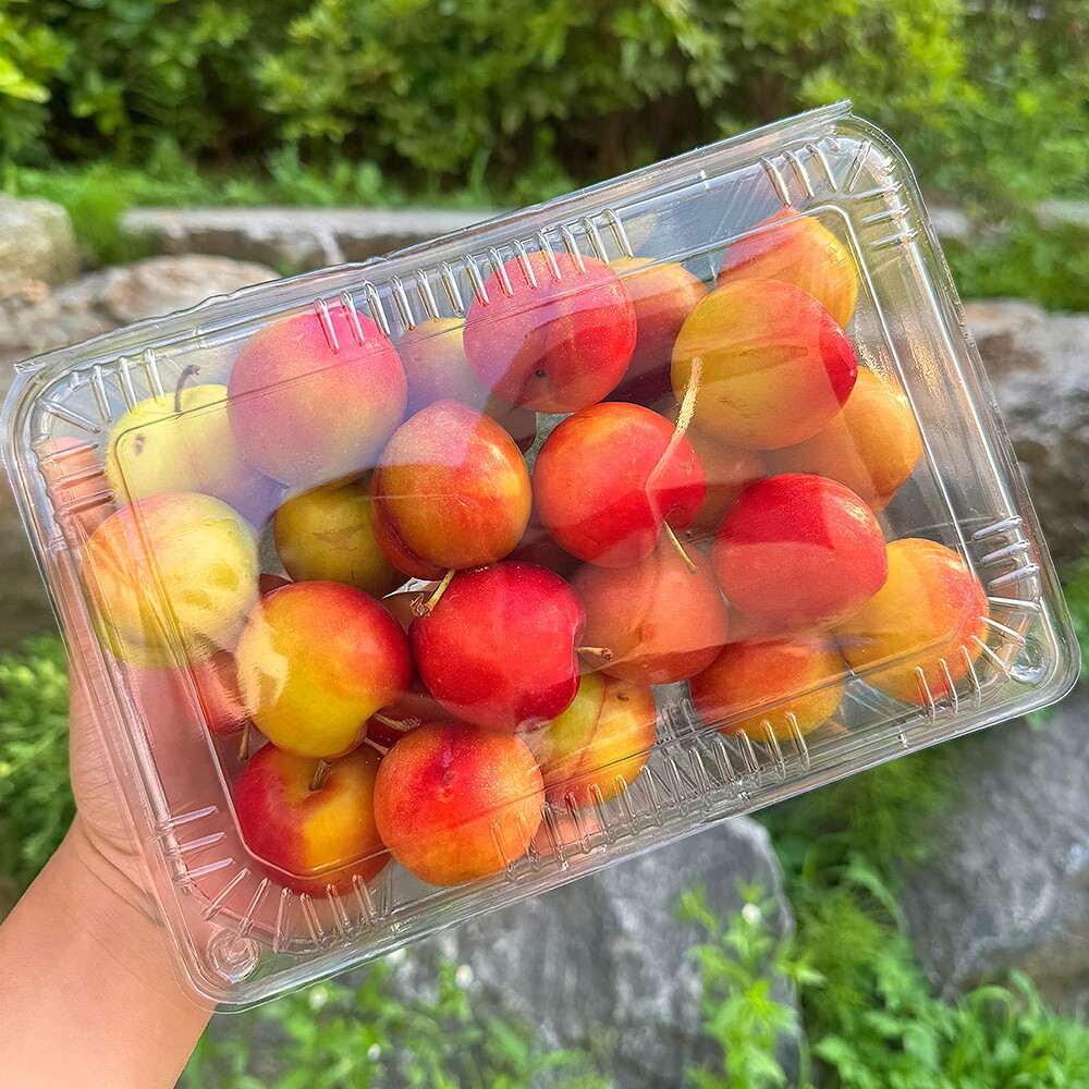 주식회사 자연의정 자연의정 [자연의정] 햇 대석 자두 새콤달콤 특품 대과 5kg