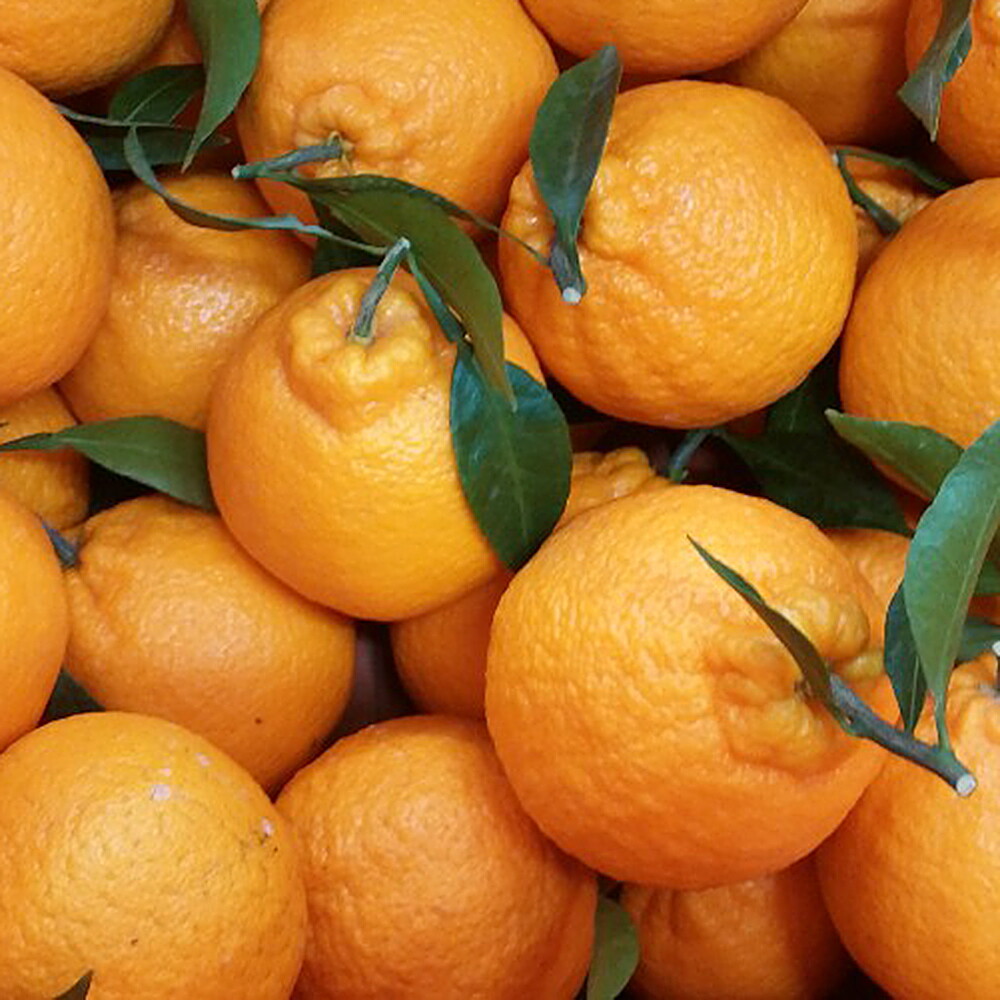 서귀포감귤 [제주산지직송] 한라봉 가정용 10kg 중과(38과 내외)