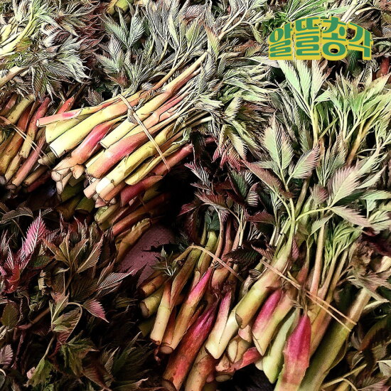 [알뜰총각][알뜰총각] 강원도 인제 산지직송 고랭지 눈개승마(삼나물) 1kg