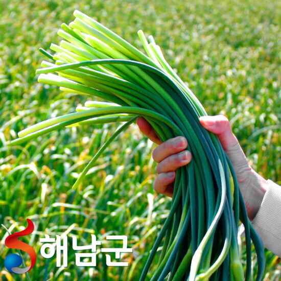 산들다온 산지직송 해남 햇마늘쫑 1~3kg / 대서 마늘쫑 국산마늘쫑 남해마늘쫑