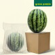 [그린퍼즐](그린퍼즐) 고당도 꿀 수박 12Brix 7-8Kg