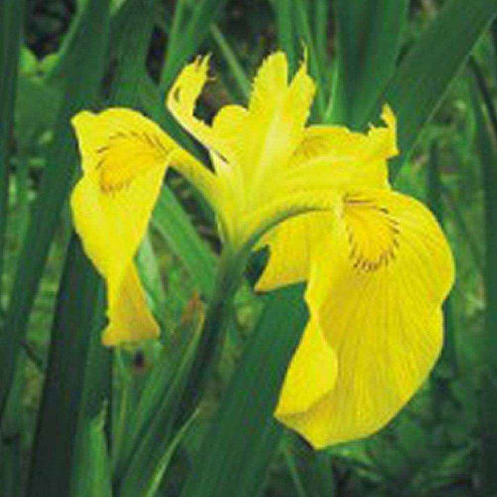 알티피아 노랑꽃창포 꽃 씨앗 야생화 꽃씨 종자 품종 정원 20립