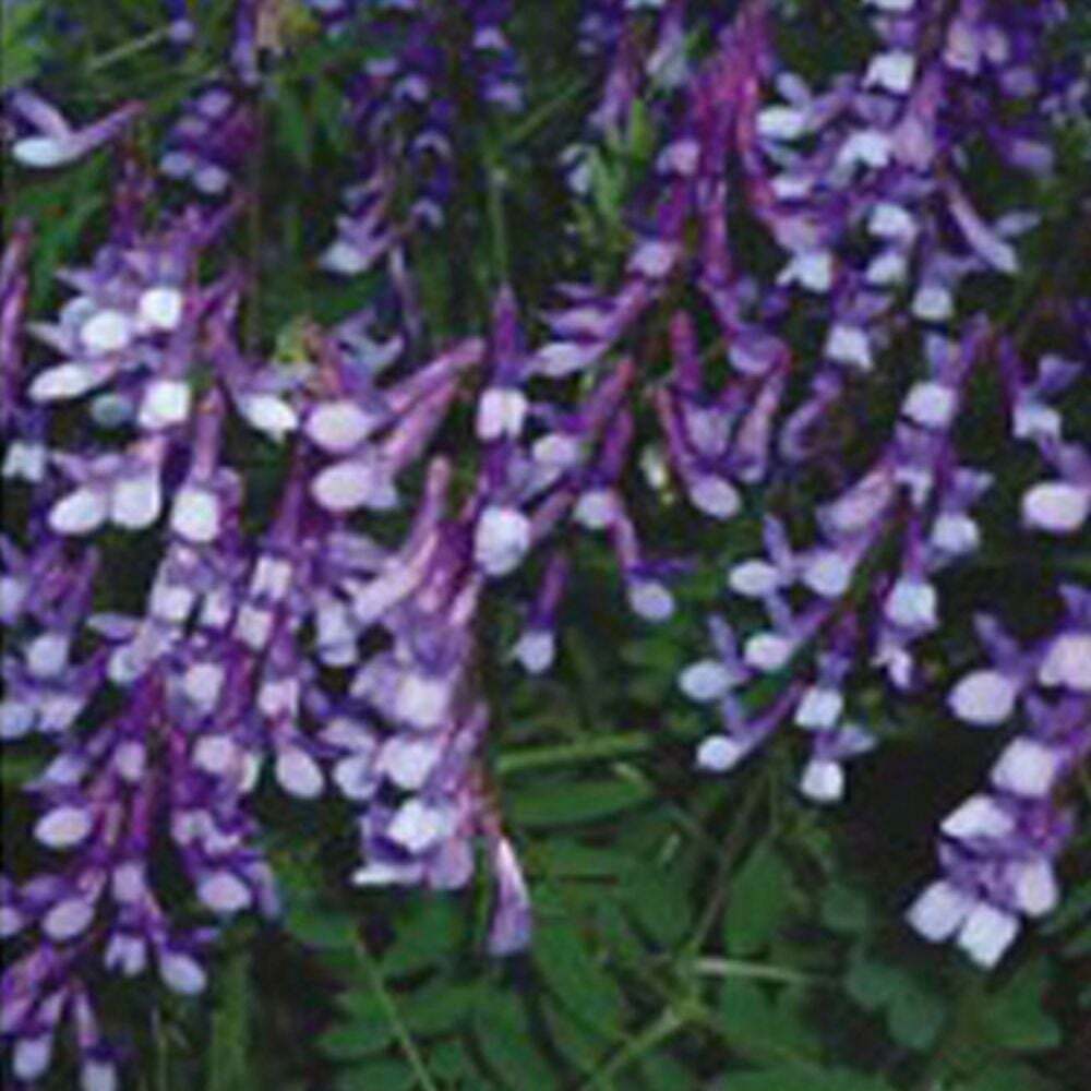 상세참조 지오벤처스 덩굴식물씨앗 헤어리베치 작물종자 덩굴작물씨앗 헤어리베치종자