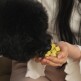 [리프릿]리프릿 동결건조 자연식 2개 + 유산균 7포