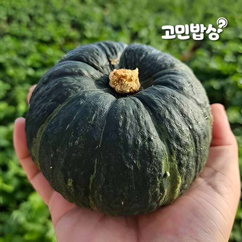 고민밥상 [고민밥상] 제주 미니 밤호박 보우짱 10kg (30과내외)