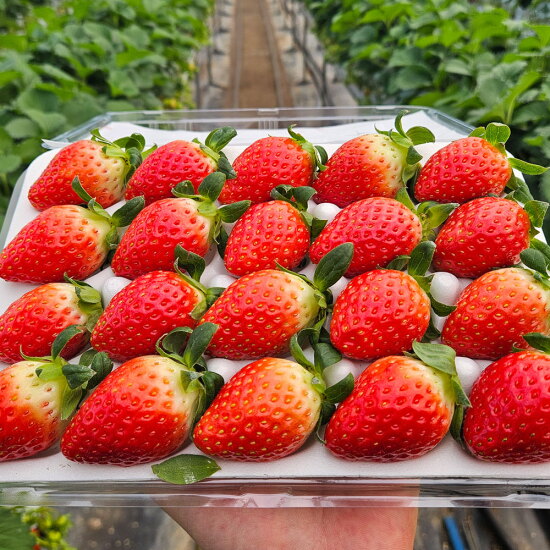 [알뜰총각][알뜰총각] 논산 산지직송 설향 딸기 상 450g(24과)