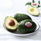 [돌][Dole 본사직영] 아보카도 대과 10개 2.2kg (개당 220g 내외)