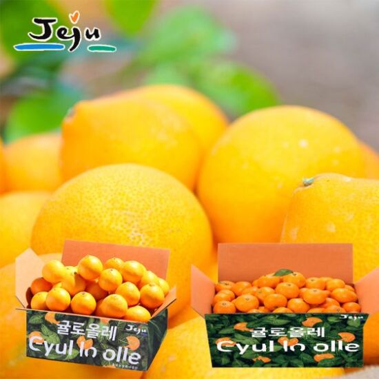 [알뜰총각][알뜰총각] 산지직송 제주 황금향 2.5kg + 노지감귤 3.5kg