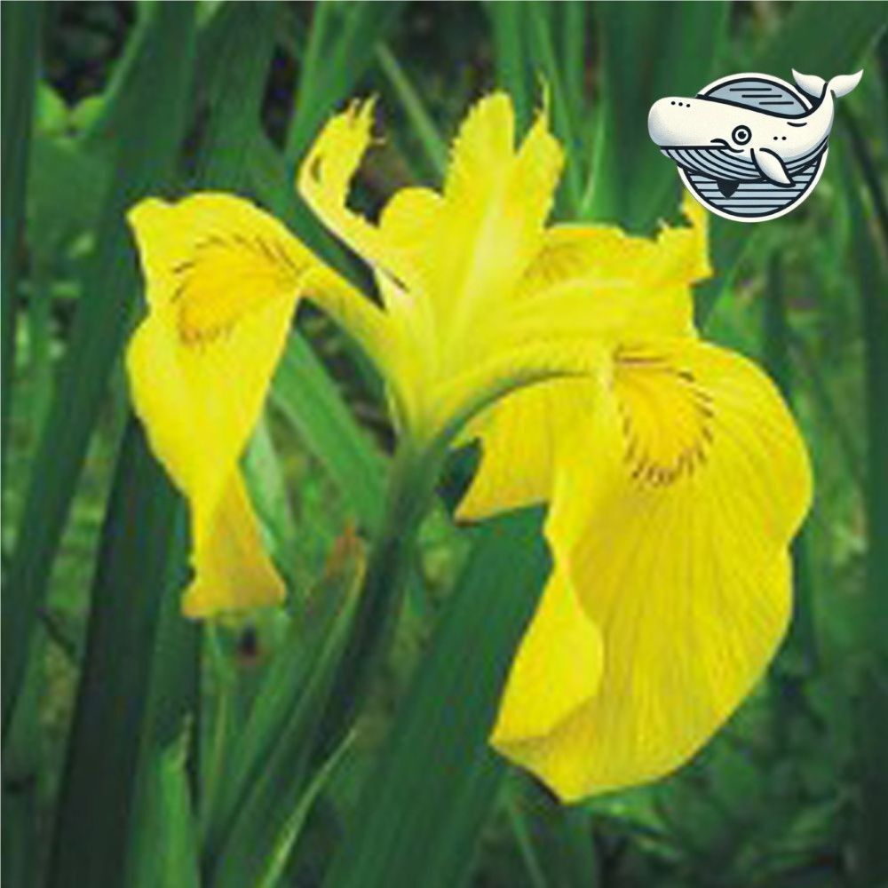 이디스 협력업체 오너클랜 야생화 정원용 씨앗 꽃밭 장식 노랑꽃창포