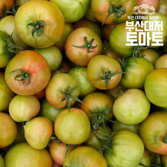 [힛더스팟 내입에]부산 못난이대저토마토 (S/2S/M/L사이즈랜덤) 2.5kg