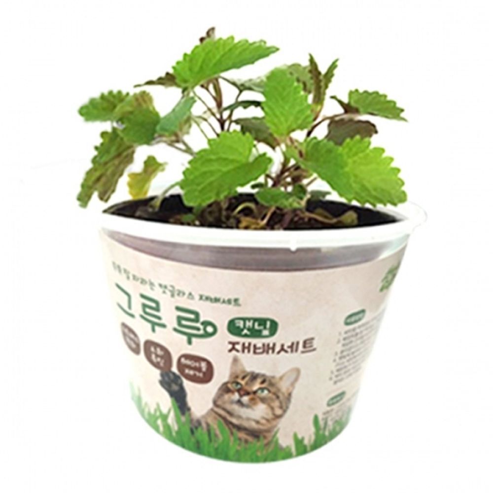 오너클랜 고양이 재배 세트 캣닢 1P 캣글라스 고양이풀 키우기