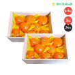 [제주] 레드향 2kg*2박스 총 4kg