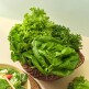 [도시의 푸른농장][한정수량] [도시의푸른농장]유러피안 샐러드 1kg