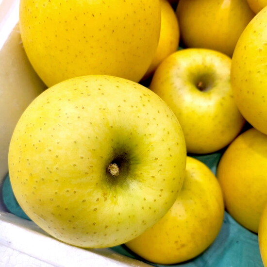 [알뜰총각][알뜰총각][중/3kg] 영주 뜬바우골 산지직송 정품 시나노골드 황금사과 3kg 중과(12-13과)