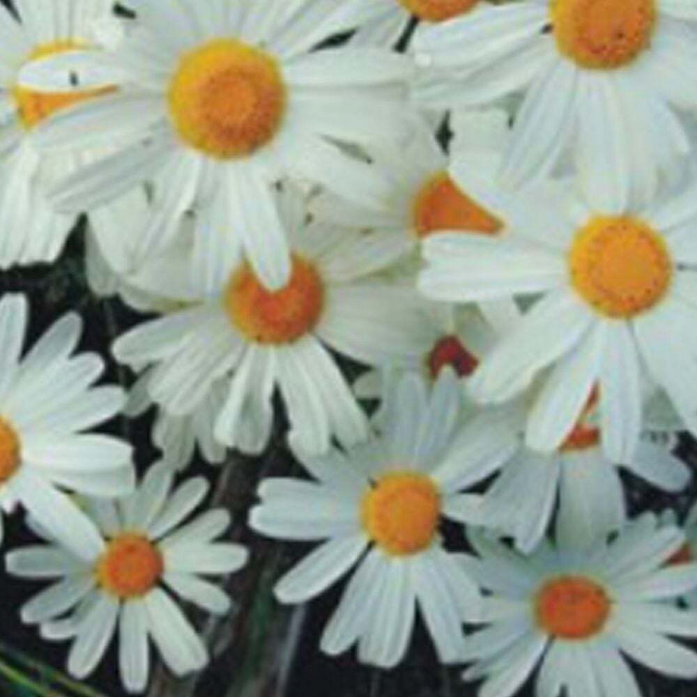 지오벤처스 제충국종자 국화과 야생화 품종 제충국꽃씨 야생화씨앗