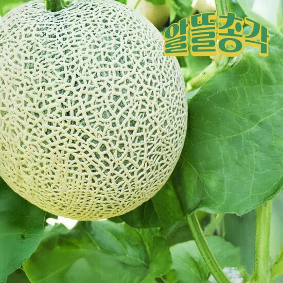 [알뜰총각][알뜰총각] 국내산 곡성 머스크 멜론 1.6kg(1수)