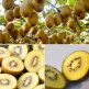 [알뜰총각][알뜰총각][소/2kg] 보성 25년 햇수확 골드키위 2kg(26-32과) / 소(61g-81g)
