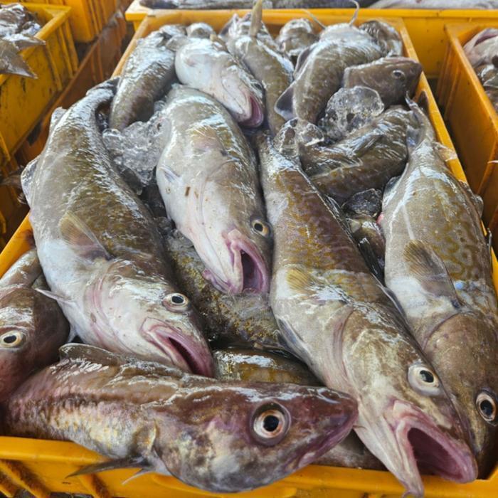 셀러허브 식품 국내산 대구 2kg 2-4미 냉동대구 통대구 생 대구 생선 대구 물고기 대구탕 대구 매운탕 생선