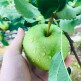 [알뜰총각][알뜰총각][중소 4kg] 영주 풍기금계농장 GAP 정품 아오리사과 중소과 4kg(16-23과)