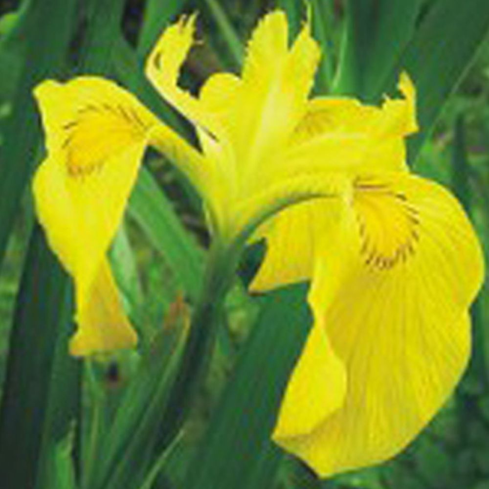 상세참조 지오벤처스 노랑꽃창포씨앗 야생화 정원 노랑꽃창포정원씨앗 야생화꽃씨