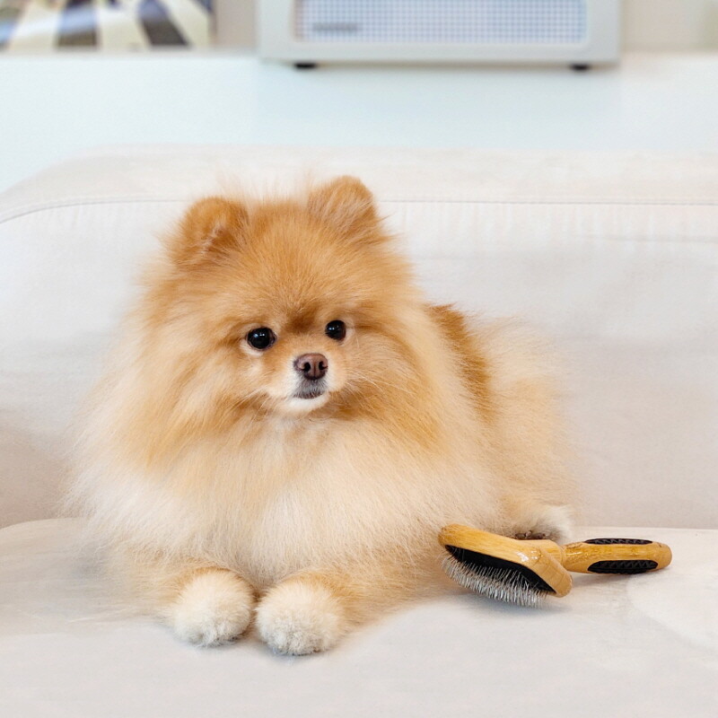 The Hair Doc Bass Brushes Inc 페페 페페 바스(Bass) 저자극 엉킨털 슬리커 브러쉬 S(A21) 포메 비숑 푸들 빗 강아지 빗질