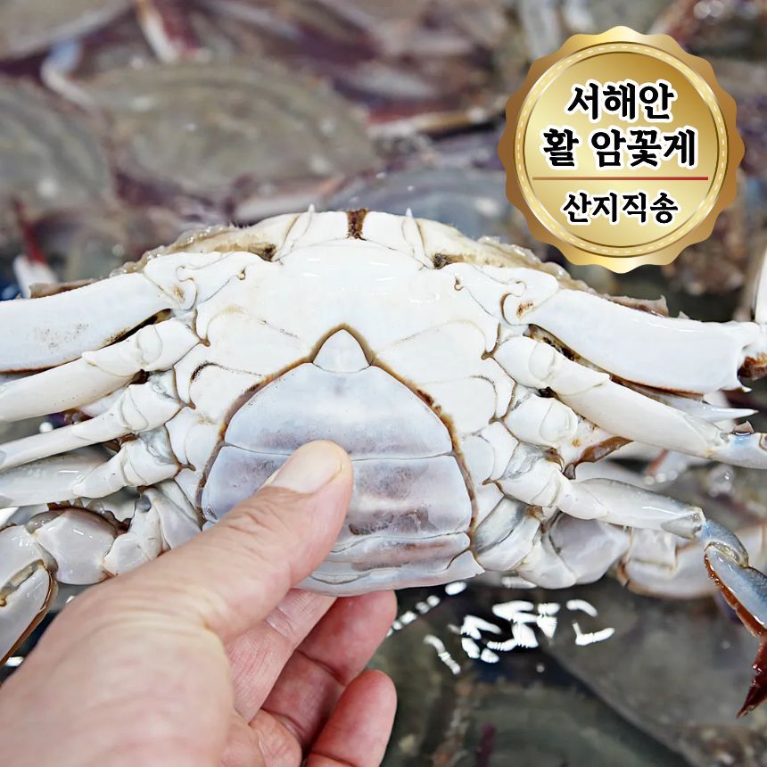 늘푸른우리 기타브랜드 당일조업 서해안 활 암꽃게 알배기 꽃게 3kg (12~18미)