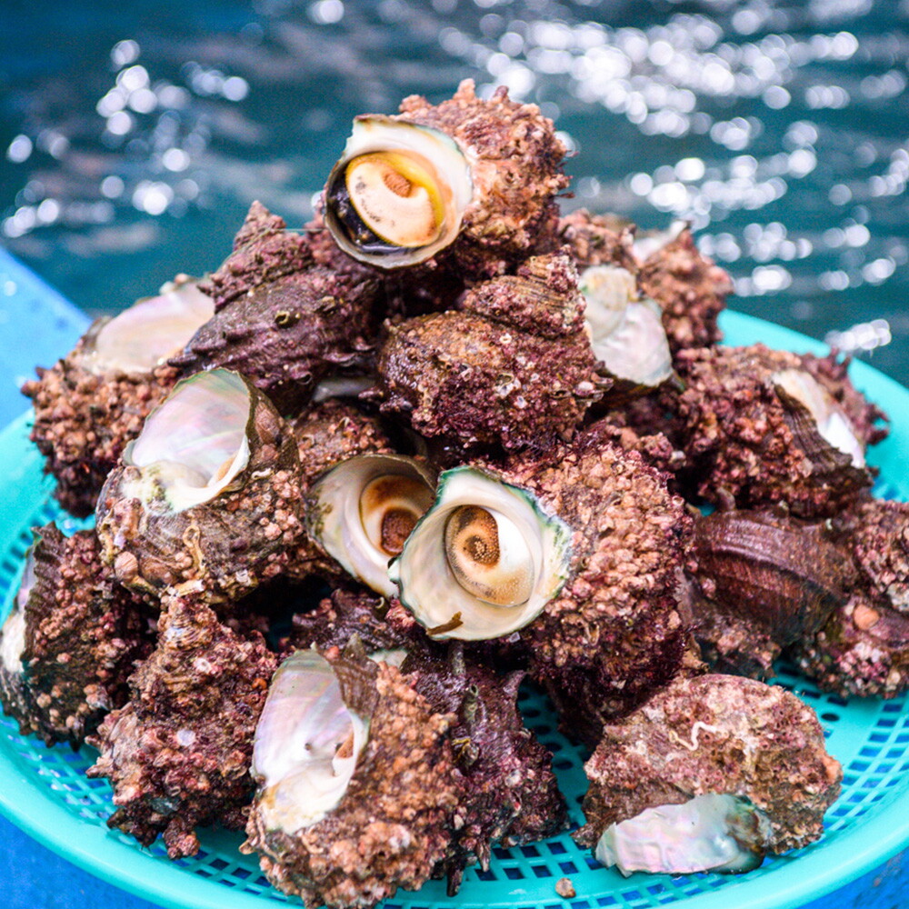 초록초록팜 해녀 직접 채취 남해 자연산 뿔소라 2kg 신선한 활소라 산지직송 제철 캠핑요리