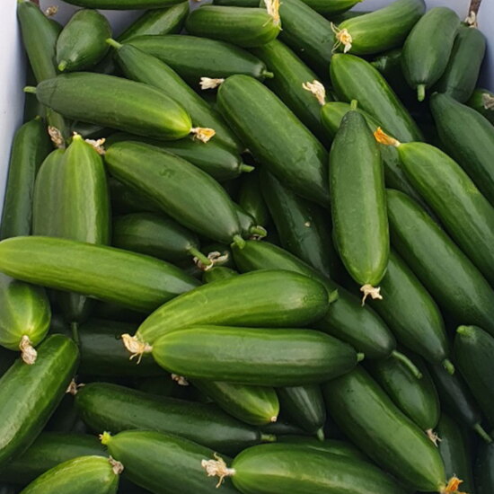[알뜰총각][알뜰총각][2kg] 산지직송 국내산 미니오이 2kg 로얄과 24개 내외