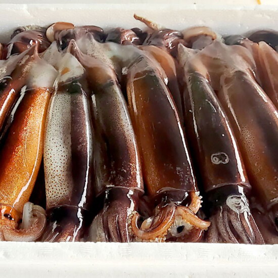 [알뜰총각][알뜰총각] 산지직송 신진도 할복 오징어 빙장포장 10미(1.4Kg 내외, 대사이즈)