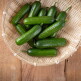 [더자인]아삭아삭 신선한 미니오이 1kg