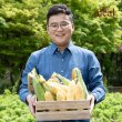 김재훈 농부의 더단 초당옥수수 프리미엄 10개입 14cm 이상