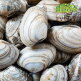[알뜰총각][알뜰총각][3kg] 국내산 고흥 당일채취 참바지락 (껍질바지락) 3kg