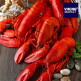 [바이킹마켓]바이킹마켓 점보사이즈 랍스터 3미(1미당 900g 이상)